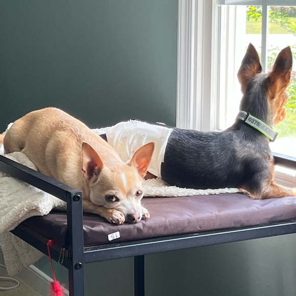 Meet your Posher, Rachel - Picture 2 of 3